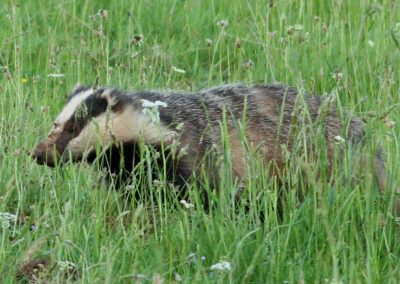 Badger resize
