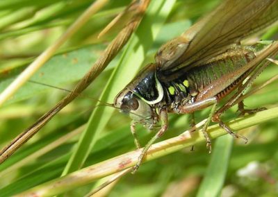 dragon fly rezize