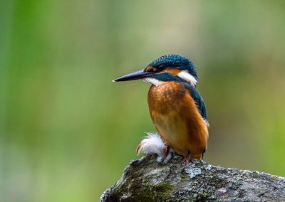 kingfisher-resize