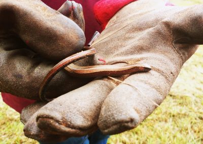 slow worm resize