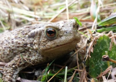 toad resize