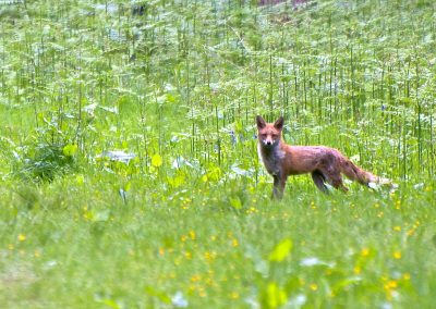 fox