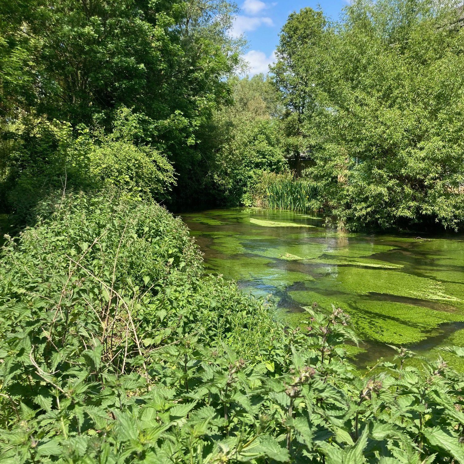 River Wye | Chiltern Rangers