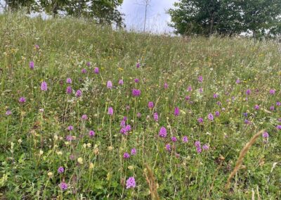 Lots of orchids at Sands Bank