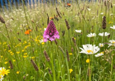 Staytite Wildflower Meadow (1)