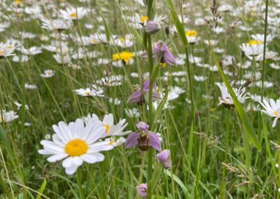Staytite Wildflower Meadow (2)