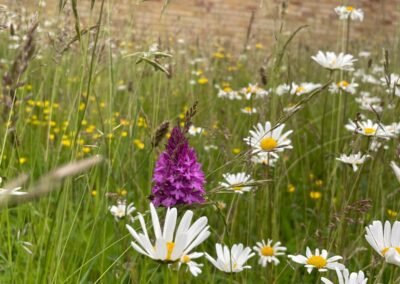 Staytite Wildflower Meadow (3)
