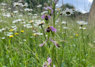 Staytite Wildflower Meadow (4)
