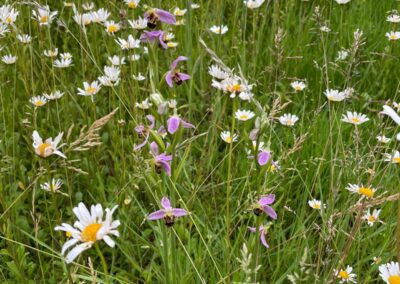 Staytite Wildflower Meadow (5)