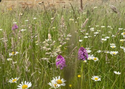 Staytite Wildflower Meadow (6)