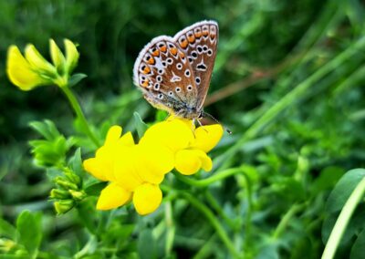 common Blue (1)