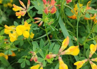 Birds foot trefoil