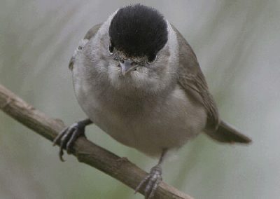 Blackcap