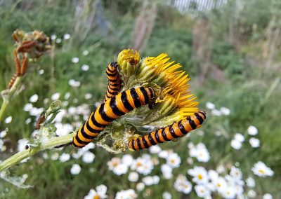 Caterpillars cinnabar moth