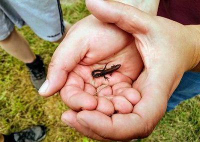 Common Lizard
