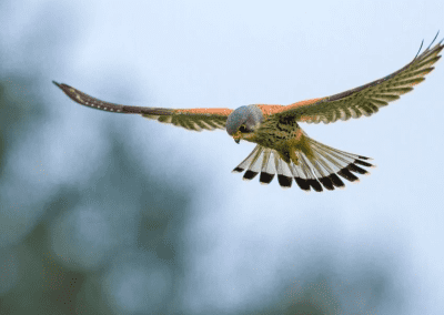 Kestral