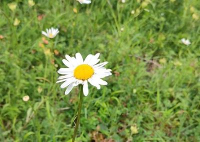 Oxeye daisy crop