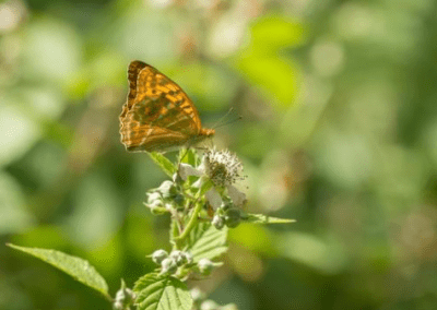 Silver-washed Fritillary