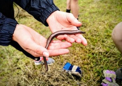 Slow Worm