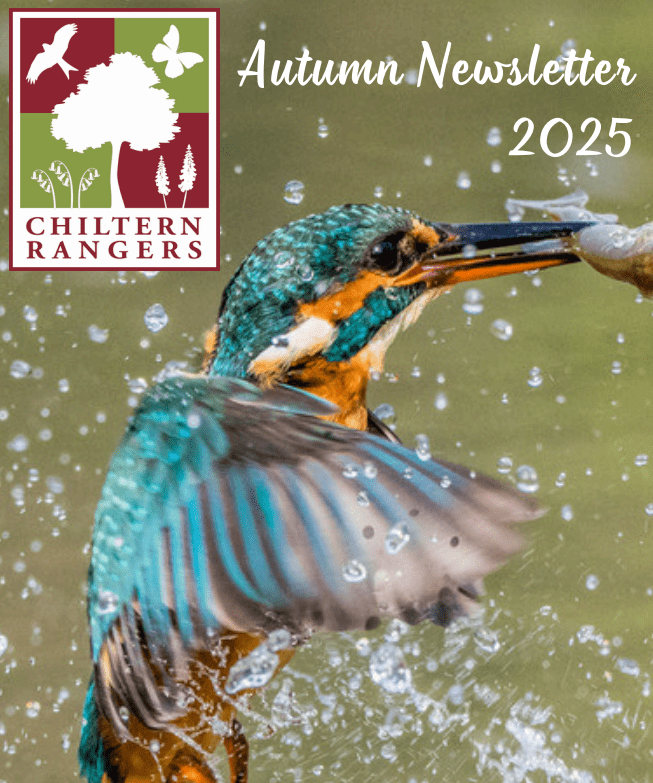Autumn Newsletter 2025 | Chiltern Rangers