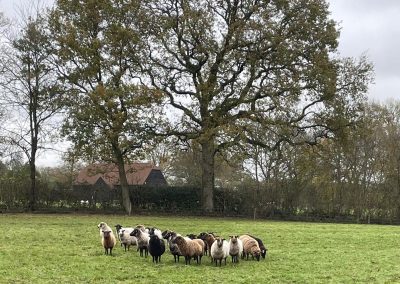 New Barn Farm 2025 (10)